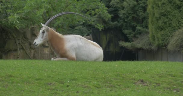 Antilopa, spočívající na zeleném trávníku v Zoo. — Stock video