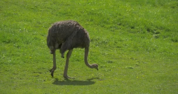 Struisvogel op groen gras achtergrond op een zomerse dag — Stockvideo