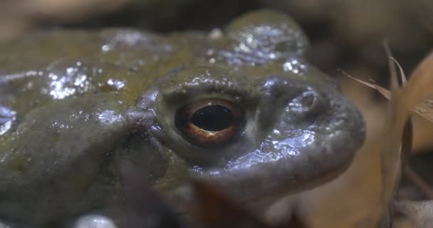 Grote grijze kikker dit is een Fragment. — Stockvideo