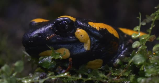 Salamandra Salamandra is rusten in het bos — Stockvideo