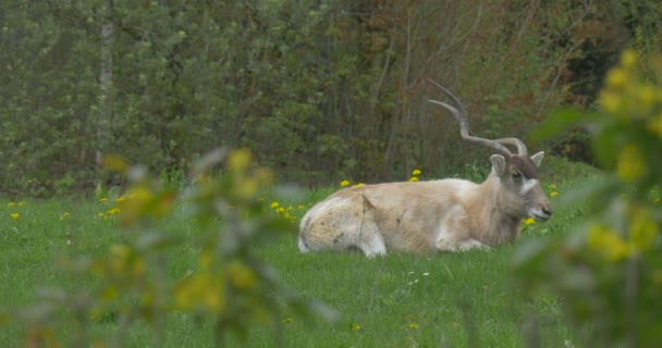 Eine große weiße Antilope auf dem grünen Rasen. — Stockvideo