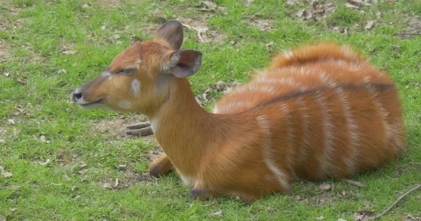 Doe Resting on the Green Grass — Stock Video