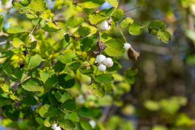 Karmersinli (Symphoricarpos albus) çalılık beyaz böğürtlen ve yeşil yapraklı doğal ışık.