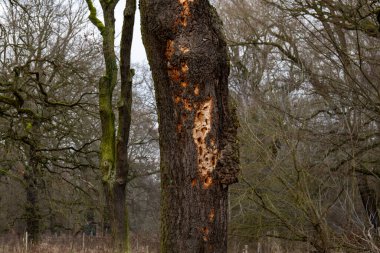 Ağaçkakanın böcekleri ararken açtığı derin delikleri gösteren yakın plan bir ağaç kabuğu.