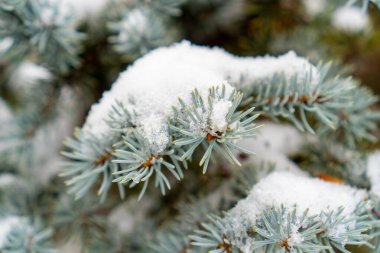 Mavi ladin (Picea pungens) dalının makro görüntüsü. Keskin iğneler ile kaplı taze toz kar tabakası. Doğal kış aydınlatması, yumuşak bulanık arka plan..