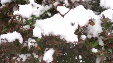 Yumuşak, yumuşak bir kar güzel yakın plan bir bahçe çalı canlı yeşil ve kırmızımsı yaprakları kaplıyor.