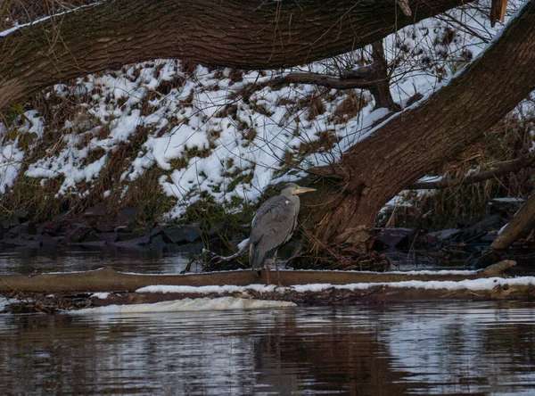 Kış Ormanı 'ndaki Donmuş Nehir kıyısında Gri Balıkçıl.