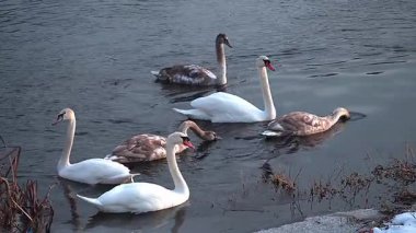 Yetişkin, beyaz, dilsiz kuğular ve gri, genç cygnetler karanlık, sakin bir nehir yüzeyinde birlikte yüzüyorlar..