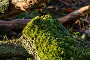 Canlı Yeşil Yosun Eski Ağaç Gövdesini Güneş Işığıyla Kaplıyor
