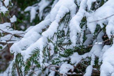 Şiddetli beyaz karla kaplanmış yeşil kozalaklı dallara yakın çekim.