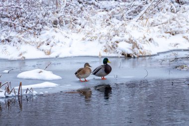 Bir çift yaban ördeği kış günü buz gibi nehirde duruyor..)