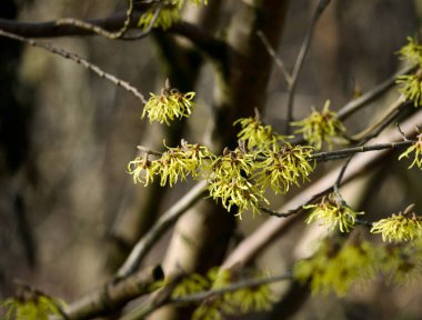 Cadı fındığı (Hamamelis) Sarı çiçekler baharın başlarında dallarda açar