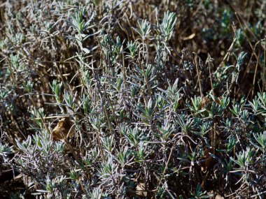 Bahçede gümüş yeşili yaprakları olan lavanta dallarının yakın çekimi.