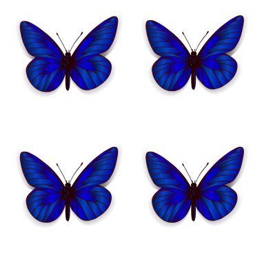 Mavi kelebekler topluluğu. Vektör