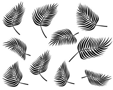 siyah ve beyaz hurma dalı