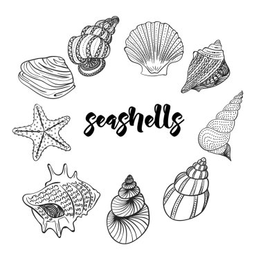 Deniz kabukları seti. Vektör çizimi. Desen .