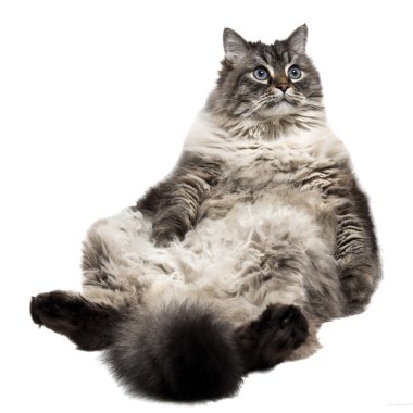 izole siberian kedi
