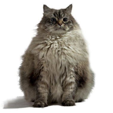 izole siberian kedi