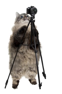 komik kedi fotoğraf çeker