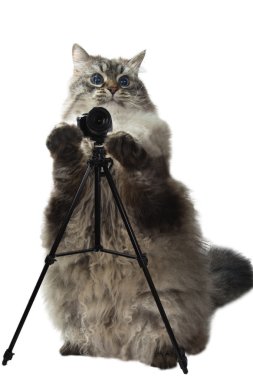 Akıllı kedi fotoğraf çeker