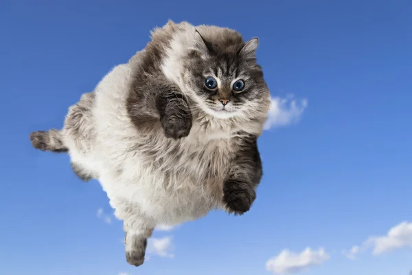 Gato divertido volando en el cielo — Foto de Stock