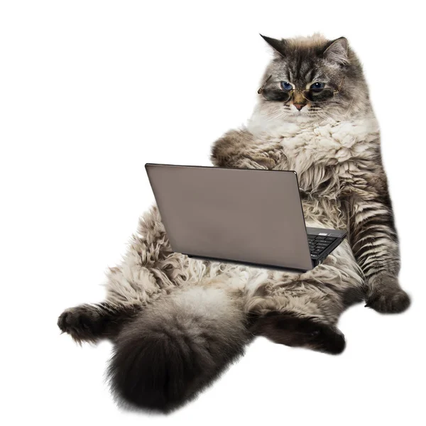 Sprytny kot z laptopa — Zdjęcie stockowe