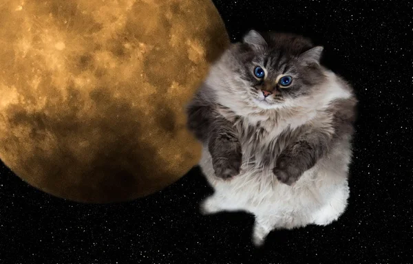 Забавный кот, летящий в ночном небе с полной луной на заднем плане — стоковое фото