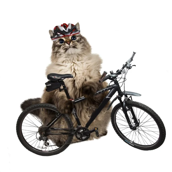 Bisiklet ile akıllı kedi