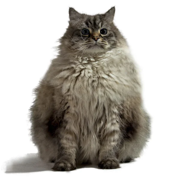 izole siberian kedi
