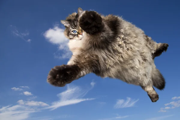 Lustige Katze fliegt in den Himmel — Stockfoto