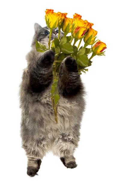 Sibirisk katt isolerad med blommor — Stockfoto