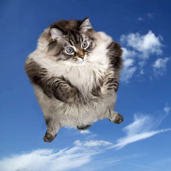 Lustige Katze fliegt in den Himmel — Stockfoto