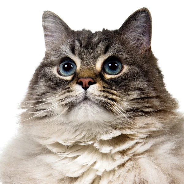 Изолированная сибирская кошка — стоковое фото