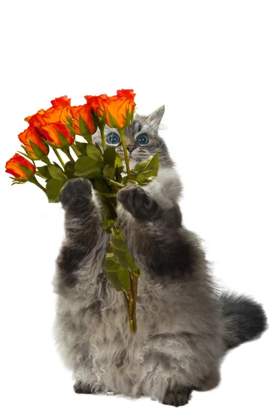 Смешной кот с цветами — стоковое фото