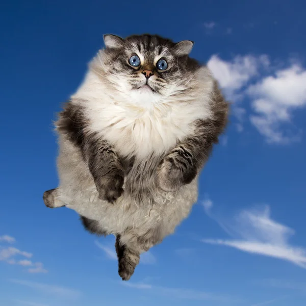 Lustige Katze fliegt in den Himmel — Stockfoto