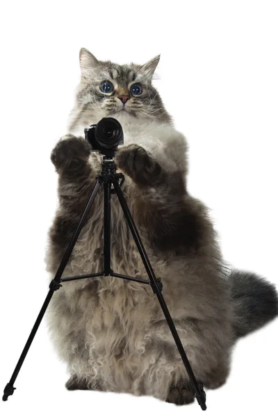 Smart Cat macht Fotos — Stockfoto