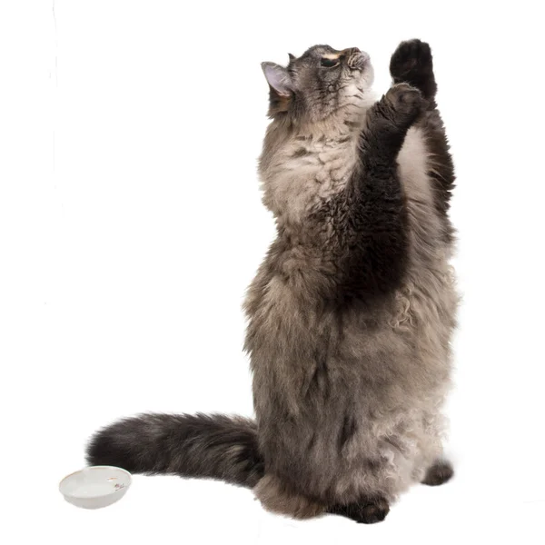 izole siberian kedi