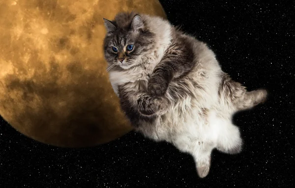 Gato engraçado voando no céu noturno com a lua cheia no backgrou — Fotografia de Stock