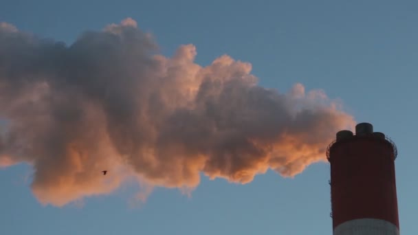 Fåglar som flyger i bakgrunden av rökning skorstenar power plant — Stockvideo