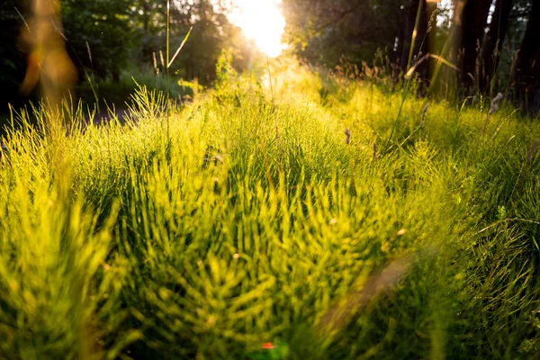 Puesta de sol sobre hierba en el bosque — Foto de Stock