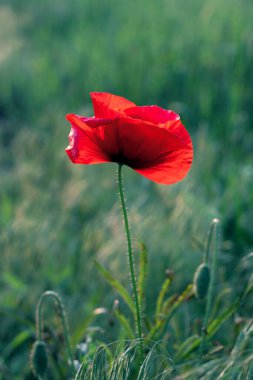 Yeşil çimenlerin üzerinde parlak kırmızı haşhaş