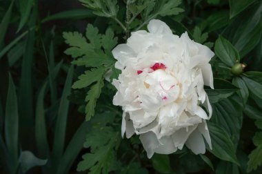 Bahçedeki sulu yeşil yaprakların arka planında çiçek açan güzel beyaz şakayık çiçekleri. Bahar çiçeğinin resmi..