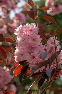 Pembe sakura çiçekleri baharda çiçek açar..