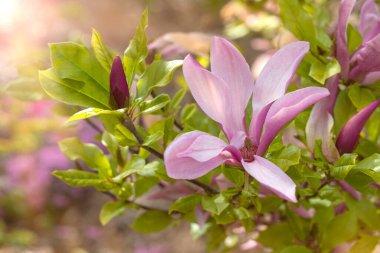 Bahar doğal arka plan. Baharda bahçede güzel pembe manolyalar açar. Gün ışığında çiçek açan ağacın olduğu doğa sahnesi.