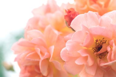 Bahçedeki bir çiçek tarlasında açan güzel pembe çiçek. Woody Peonies. Rockii Soyağacı Tesisleri