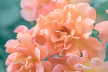 Bahçedeki bir çiçek tarlasında açan güzel pembe çiçek. Woody Peonies. Rockii Soyağacı Tesisleri