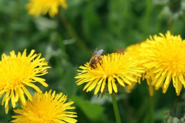 Karahindibalar baharda çiçek açar. Bir arı, parlak sarı bir karahindibayı polenliyor.