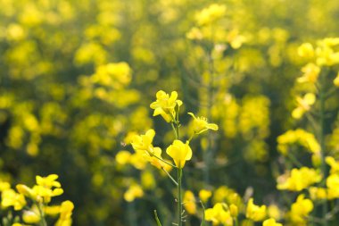Çiçek açan bir ırz tohumunun C 'si. Yeşil enerji ve petrol endüstrisi için bitki