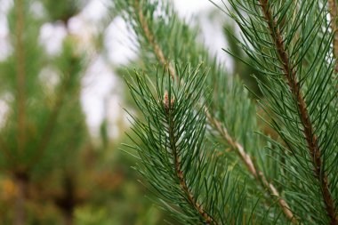 Uzun, parlak yeşil iğneli bir çam dalının yakın plan görüntüsü bulanık doğal bir arka plana karşı. Taze filizlere ve iğnelerin dokusuna odaklan..