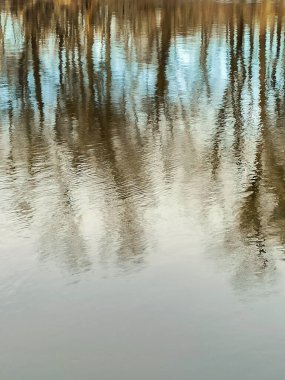 Suya yansıyan çıplak ağaçlar. Yansıma